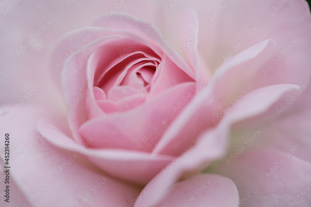 pink rose flower close up pink rose flower close up