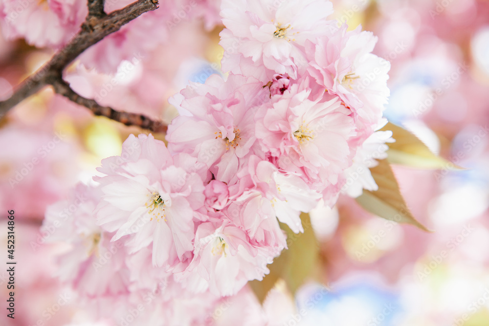 Lots of pale pink flowers blossoming on a sakura tree Lots of pale pink flowers blossoming on a sakura tree