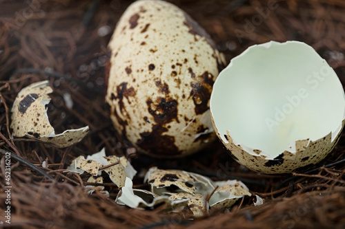 Whole quail egg and a broken empty shell in a nest. Selective focus points. Blurred background
