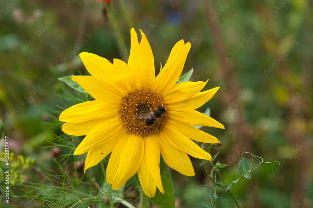 Obraz premium View of bee working on a yellow flower