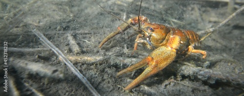 Noble crayfish Astacus astacus in a lake (natural habitat), close-up underwater shot. Crayfish plague, European wildlife, carcinology, zoology, environmental protection, science, research photo