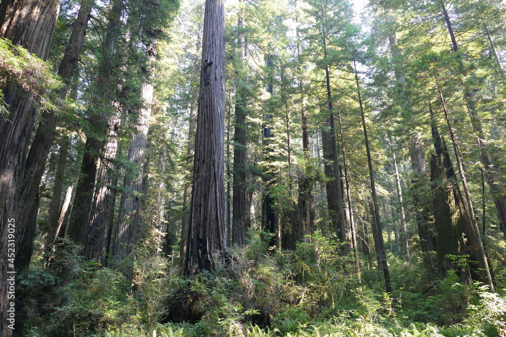 Küstenwald , westküste USA, Redwood forest