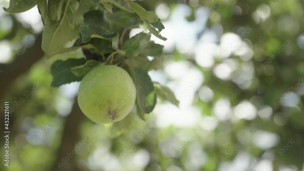 Slow motion handheld shot of green apple on apple tree with sun peeking through leaves Slow motion handheld shot of green apple on apple tree with sun peeking through leaves