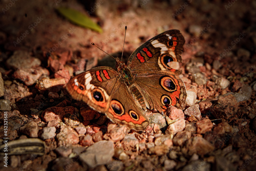 butterfly on the ground butterfly on the ground