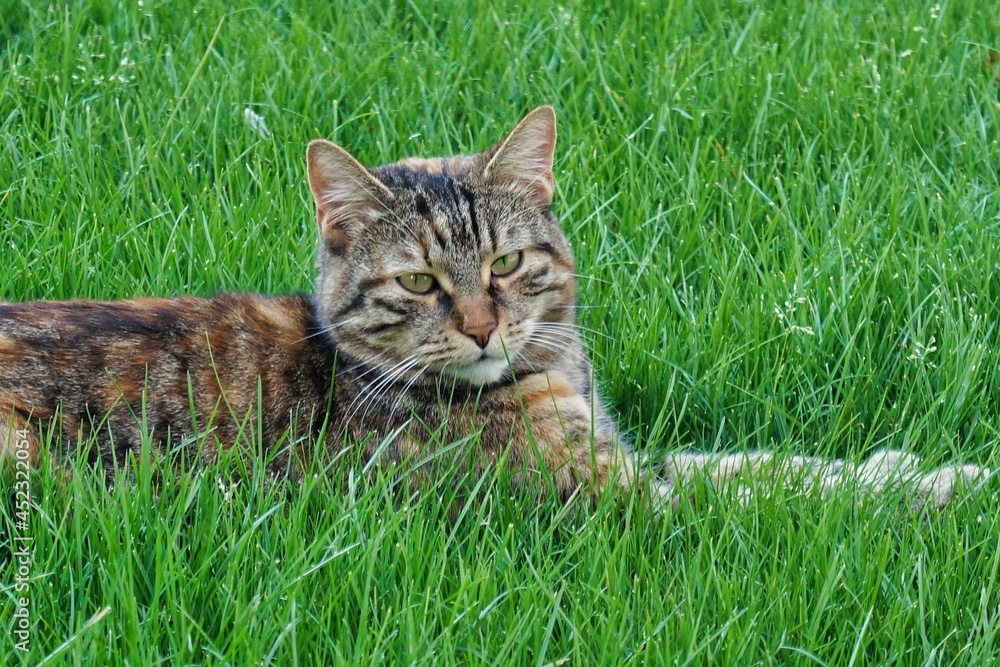 Katze in Wiese