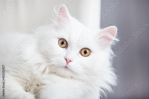  Close-up portrait of a white cat