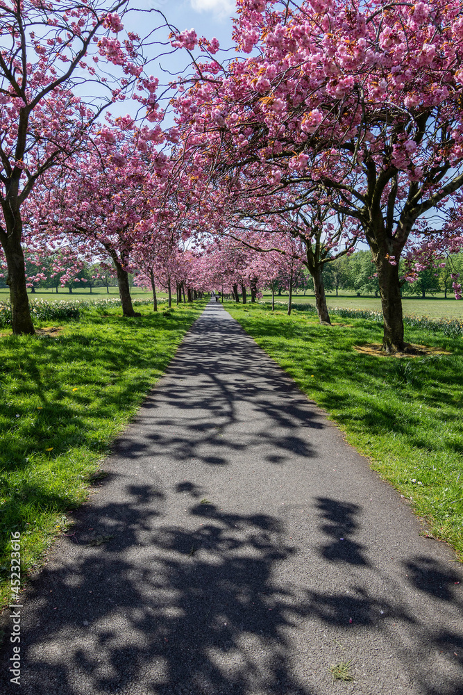 Straight tarmac footpath with overhead Pink Cherry Blossom casting shadows on it with grass verges in springtime, Stray Rein, Harrogate, North Yorkshire, England, UK.