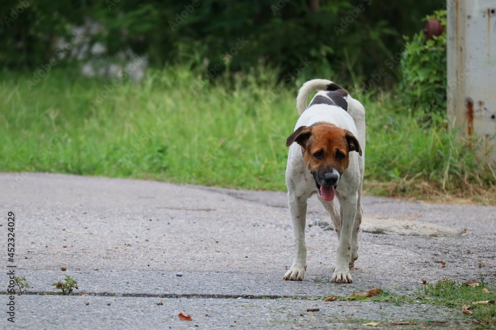 One stray dog, white and brown, standing on the street, outdoors, selectable focus.