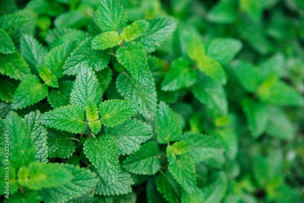 Green leaves of melissa. Lemon balm in the garden. Rural nature. Organic agriculture. A herbaceous plant in the wild. Green leaves of melissa. Lemon balm in the garden. Rural nature. Organic agriculture. A herbaceous plant in the wild.