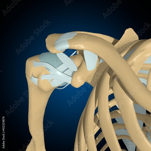 Human bones joints and ligaments Anatomy For Medical Concept 3D photo