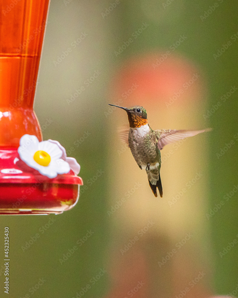 Obraz premium Colorful Male Ruby Throated Hummingbird at Feeder