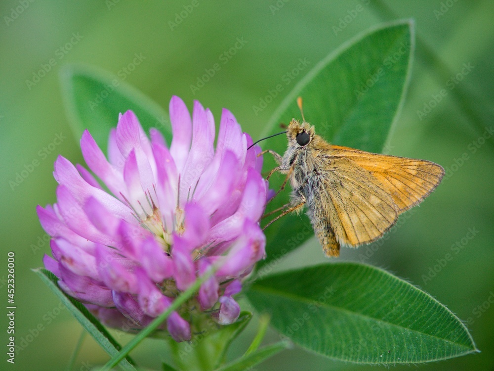 Butterfly sitting on a flower on a summer meadow. Butterfly sitting on a flower on a summer meadow.