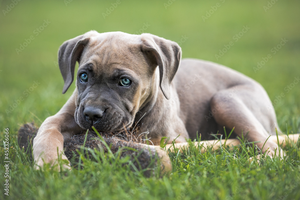 The Cane Corso puppy, puppy playing with a broom.The Cane Corso  is an Italian breed of mastiff.