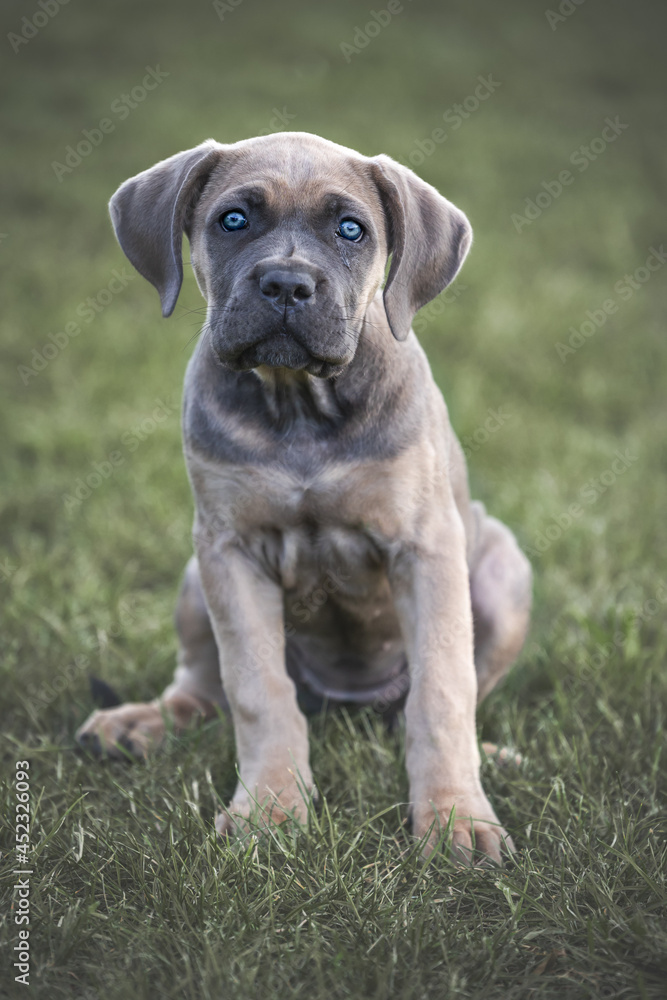 The Cane Corso puppy, puppy playing with a broom.The Cane Corso  is an Italian breed of mastiff.