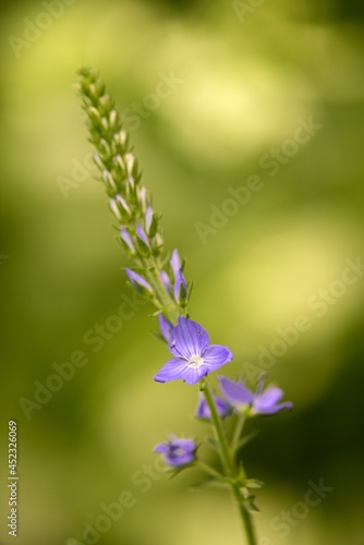 Veronica Medicinal is a densely occurring herb, beautiful to look at, thanks to its blue-violet flowers, and with many healing effects.