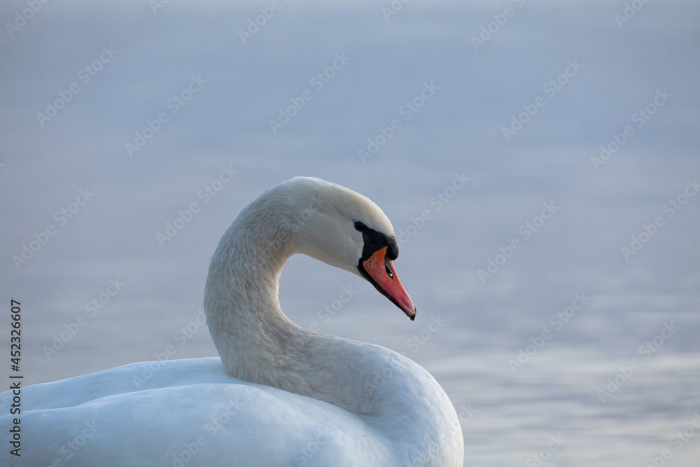 Closeup of a mute swan, cygnus olor, swimming in the calm sea, on a cool early morning. Closeup of a mute swan, cygnus olor, swimming in the calm sea, on a cool early morning.