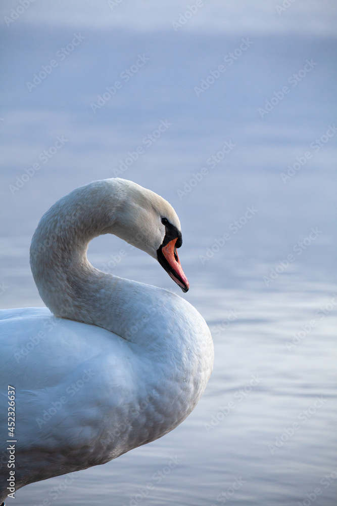 Fototapeta premium Closeup of a mute swan, cygnus olor, swimming in the calm sea, on a cool early morning.
