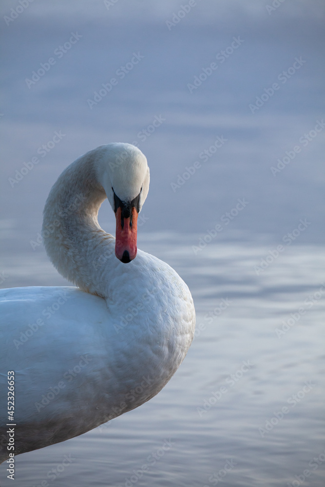 Closeup of a mute swan, cygnus olor, swimming in the calm sea, on a cool early morning. Closeup of a mute swan, cygnus olor, swimming in the calm sea, on a cool early morning.