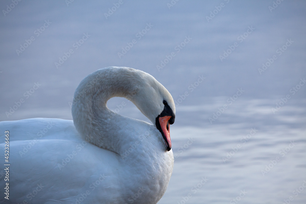 Fototapeta premium Closeup of a mute swan, cygnus olor, swimming in the calm sea, on a cool early morning.