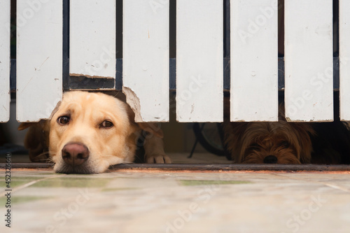 The Labrador Retriever mischievously bit the white picket fence and pulled its face out of the hole. looking at the camera with guilt.Behind there is a small Yorkshire Terrier.