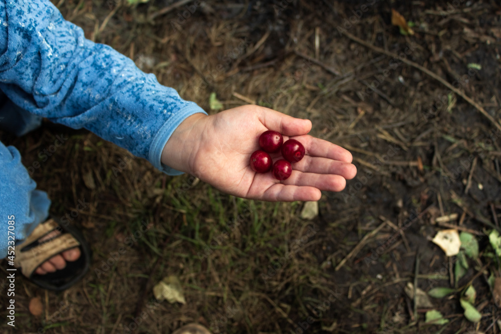 There are four cherries in the palm of a child's hand. There are four cherries in the palm of a child's hand.