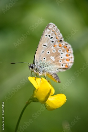 Butterfly sitting on a flower on a summer meadow.