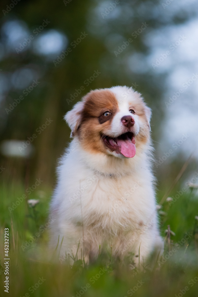 Australian Shepherd in the grass puppy Australian Shepherd in the grass puppy