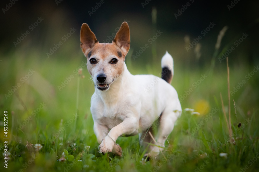 jack russell terrier