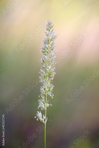 dew on the grass