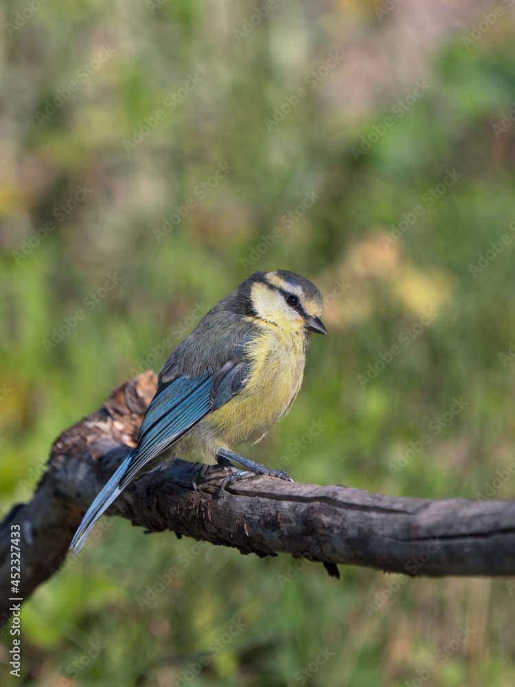 Obraz premium Side view of juvenile blue tit bird sitting on a dry branch facing right with blurred vegetation in the background