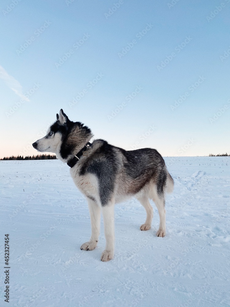 dog dog