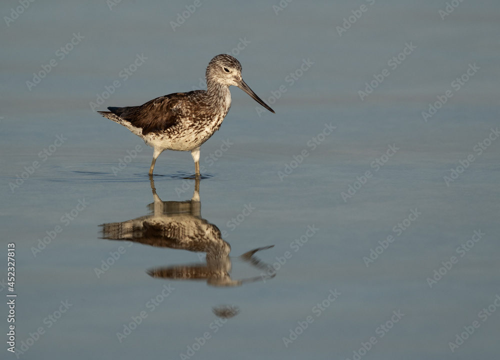 Common Greenshank at Busaiteen coast, Bahrain Common Greenshank at Busaiteen coast, Bahrain