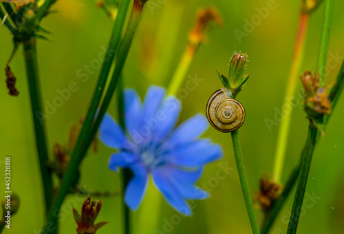 snail on leaf