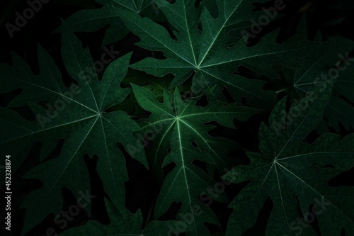 Fresh leaf background photos are used for graphics or other purposes. 