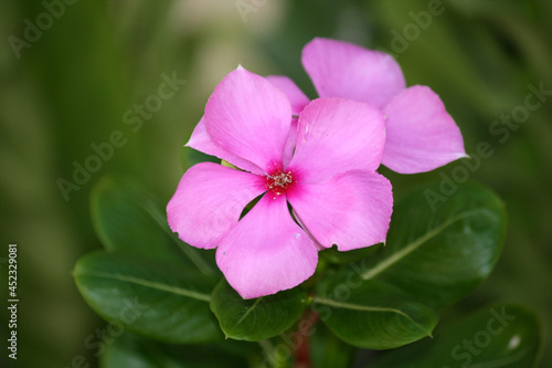 Pink-coloured Madagascar periwinkle  Catharanthus roseus  in bloom