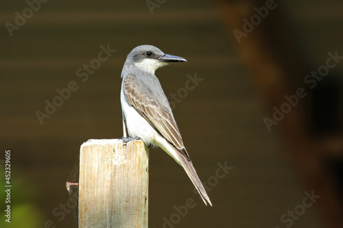 Grey kingbird sitting on a wooden pole, Grenada. photo