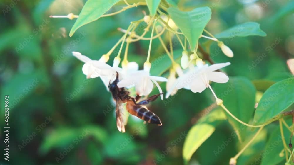 Bee eating pollen from flower in the garden. Bee eating pollen from flower in the garden.