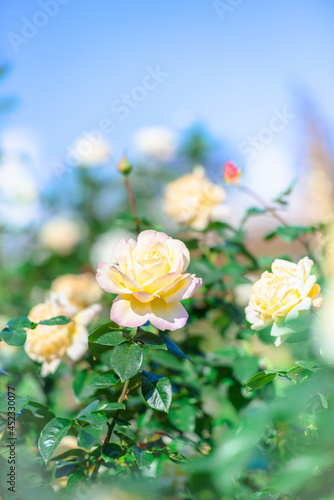 Fototapeta Naklejka Na Ścianę i Meble -  快晴の中、元気に咲く白いの薔薇、ホワイトローズ