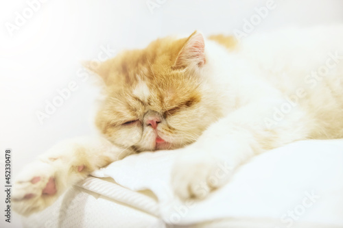 yellow exotic shorthair cat sleep or nap on bed