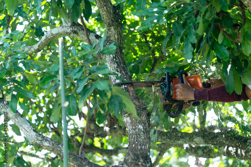 Man tree cutter with a small chainsaw, which is light and easy to carry. photo