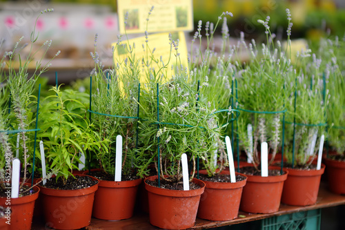 Canvas Print Plants in garden center in early springtime