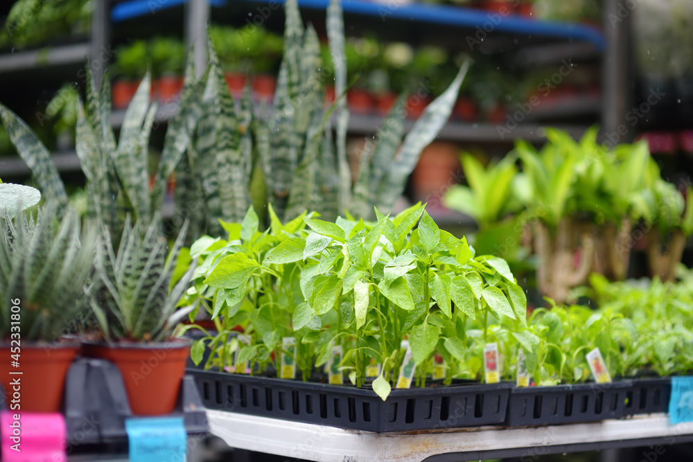 Plants in garden center in early springtime. Sale of varietal seedlings of herbs,veggies and flowers in pots. Organic sprouts of paprika. Season of planting vegetables. Plants in garden center in early springtime. Sale of varietal seedlings of herbs,veggies and flowers in pots. Organic sprouts of paprika. Season of planting vegetables.