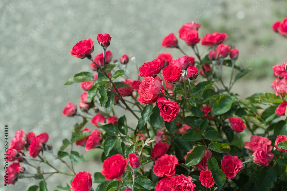 small deep pink red rose bush