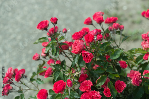small deep pink red rose bush