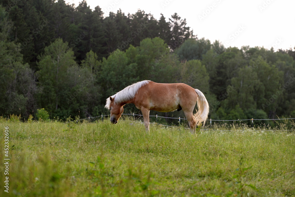 Glückliche Pferde auf der Weide