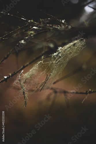 Branches with lichen in a dark forest