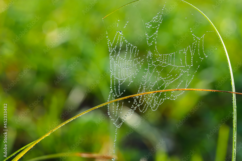 Cobweb or cobweb is a natural rain pattern. Spider web with a pattern of raindrops on a green background. Web web texture with morning rain bokeh. Partial blurring of the necklace lines with cobwebs.