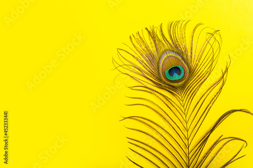 beautiful elegant iridescent blue green gold with peephole exotic peacock feather on yellow background.