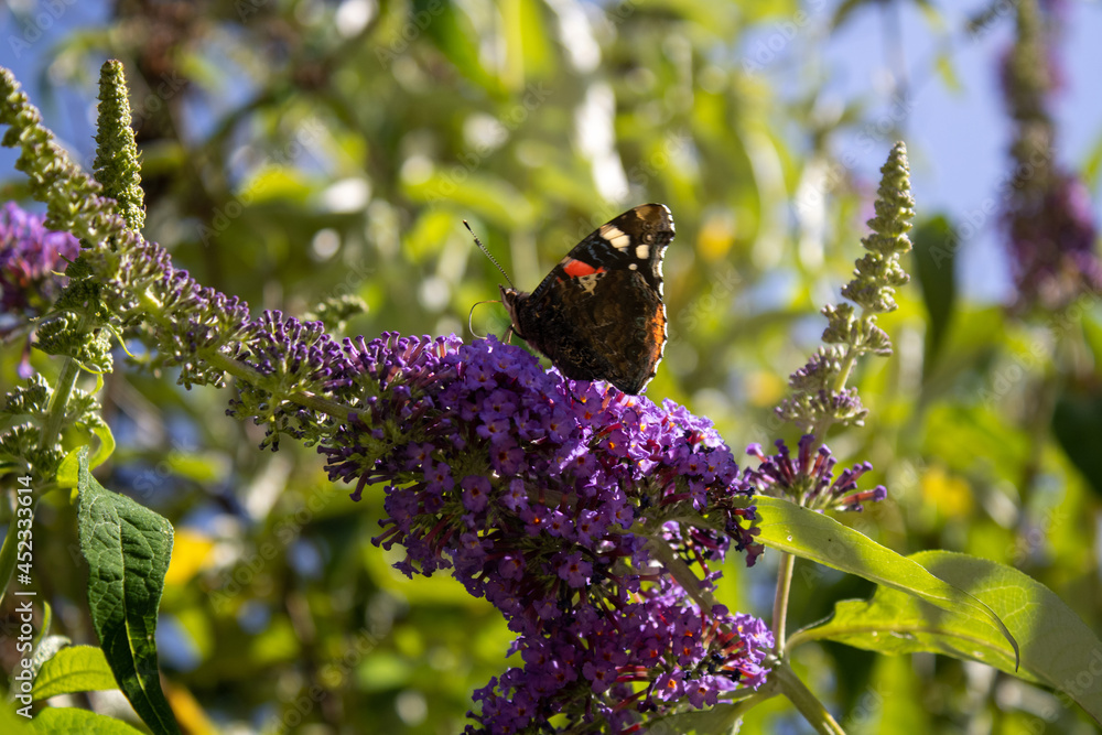 butterfly on flower