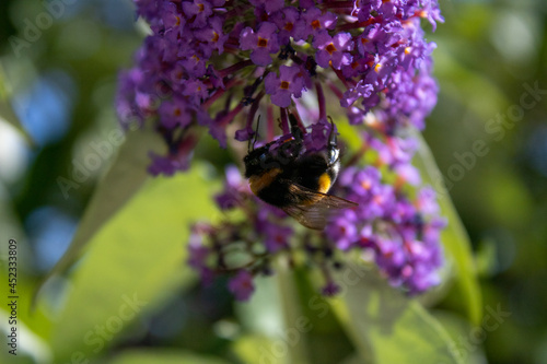 Obraz na płótnie bee on lavender w salonie